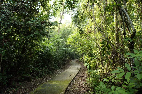 Egy sziget borneo dzsungelben. — Stock Fotó