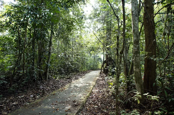 En una isla Borneo selva . — Foto de Stock