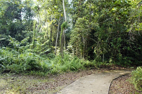 Dans une île de la jungle de Bornéo . — Photo