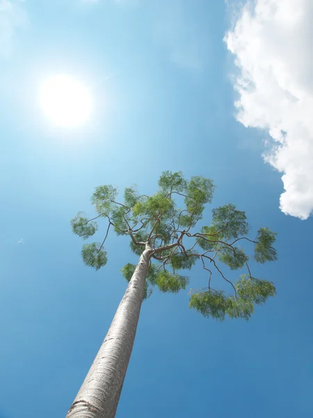 Tree and sun — Stock Photo, Image