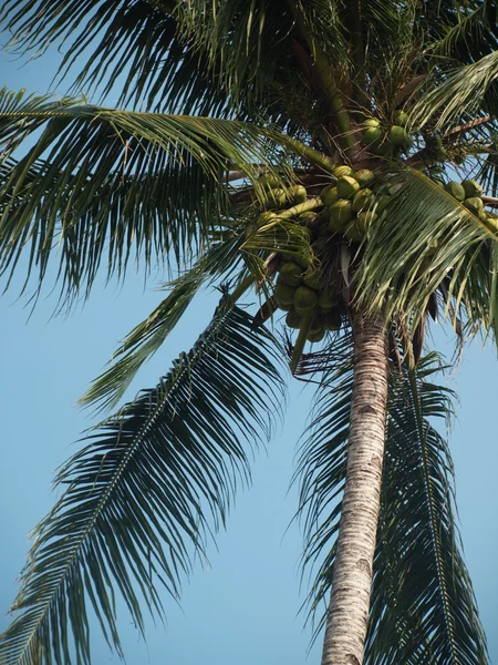 Hindistan cevizi ağacı — Stok fotoğraf