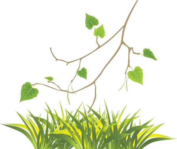 Grass and sprig of birch — Stock Vector