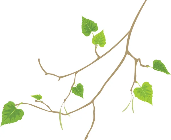 鲜嫩的桦木 — 图库矢量图片