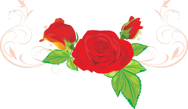 Drie rode rozen met ornament — Stockvector