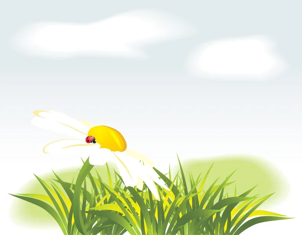 Kamille en lieveheersbeestje onder gras — Stockvector