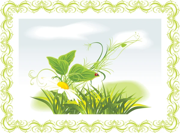 洋甘菊和瓢虫装饰框架中草之间 — 图库矢量图片