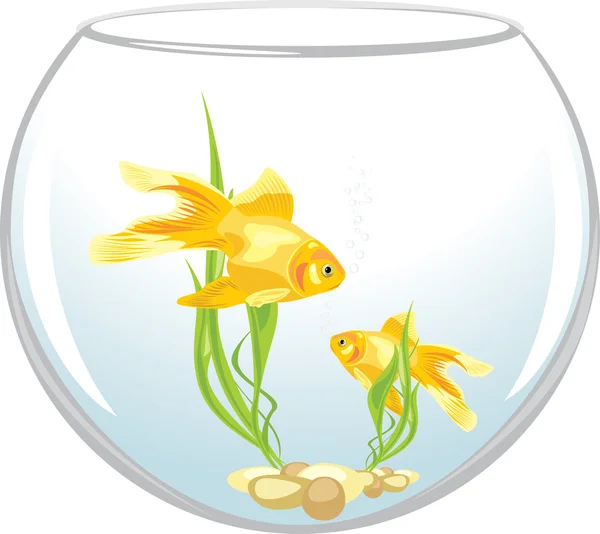 Дві золоті рибки в акваріумі — стоковий вектор