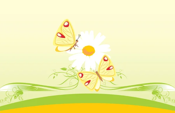 Chamomile and butterflies. Decorative card — Stock Vector