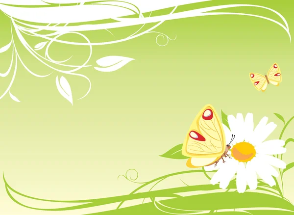 Chamomile and butterflies on the floral background — Stock Vector