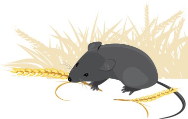 Field mouse with wheat ears clipart