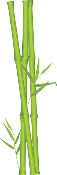 Zöld bambusz — Stock Vector