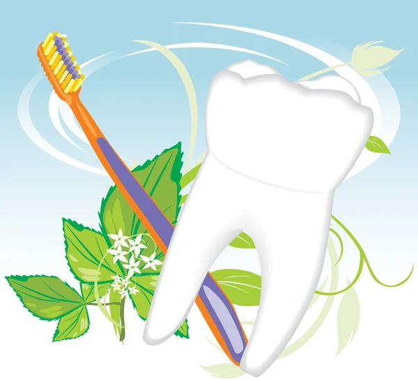 Tand, tandenborstel en mint takje — Stockvector