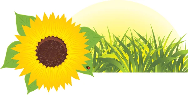 Slunečnice s trávou. Nápis — Stockový vektor