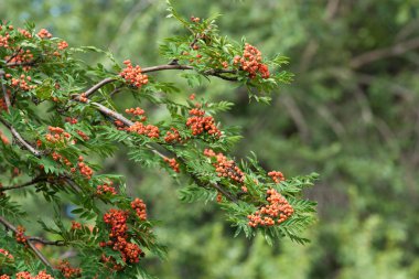 Rowanberry