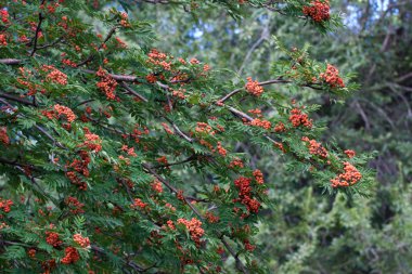 Rowanberry