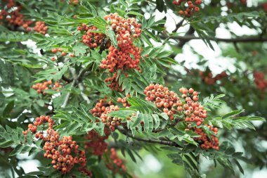 Rowanberry