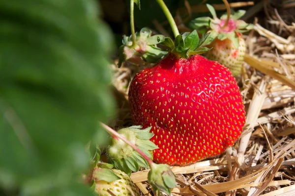 Färska mogna röda jordgubbar i halm i fält, selektiv fokusera — Stockfoto