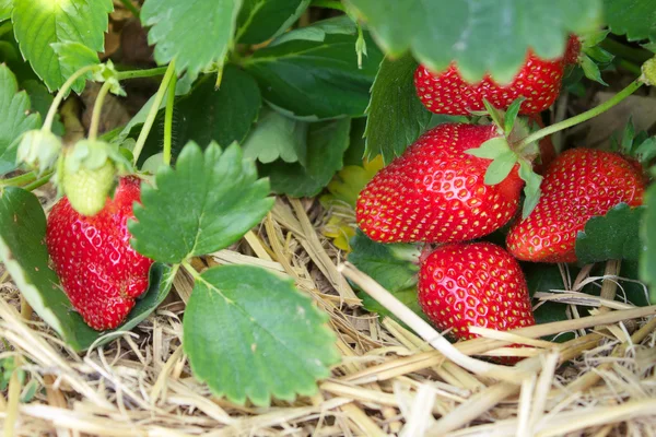 Färska mogna röda jordgubbar i halm i fält, selektiv fokusera Stockbild