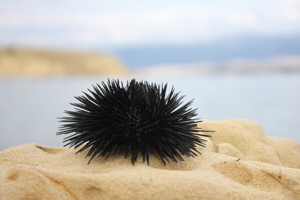 Sea urchin on rock , selective focus