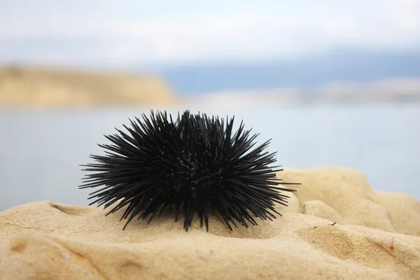 Sea urchin on rock , selective focus 免版税图库照片