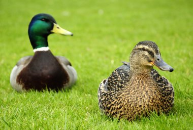 Closeup for ducks couple clipart