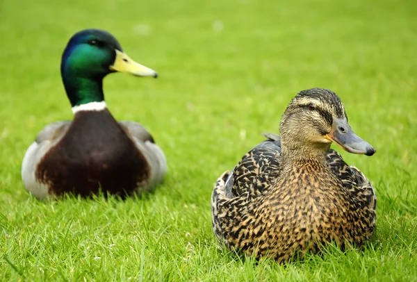 Fechar para casais de patos — Fotografia de Stock