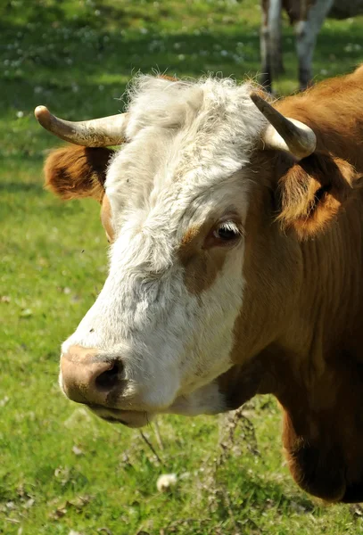 Ritratto di mucca svedese — Foto Stock