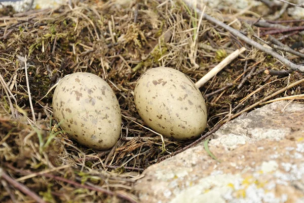 stock image Sea gull nest