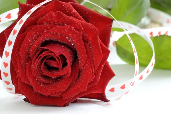 Red rose like a love symbol — Stock Photo, Image