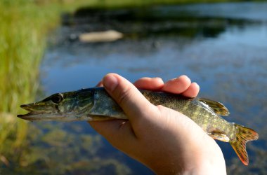 Pike in the hand clipart