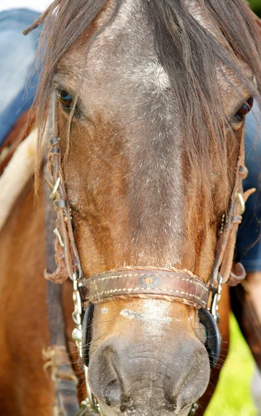 stock image Brown horse