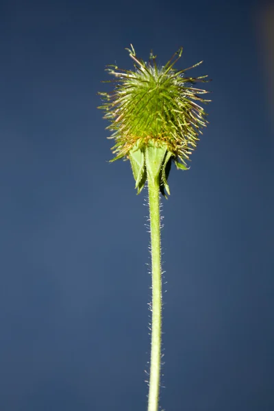 stock image Thorny plant