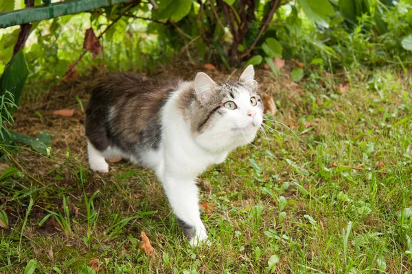 stock image Motley cat