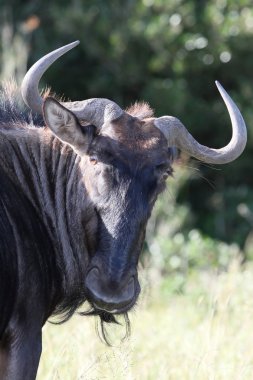 Portrait of a black wildebeest antelope in South Africa clipart