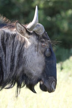 wilderbeest antilop