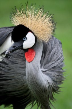 Crowned Crane Bird clipart