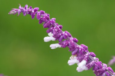 Mauve Flower and Raindrops clipart