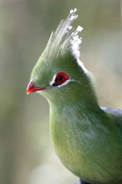 Livingstone'nın Turaco kuş