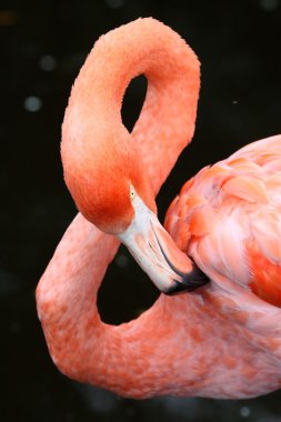 Karayip flamingo kuşu