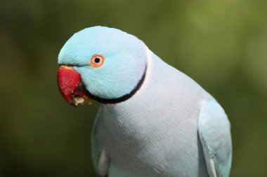 Blue Ring Neck Parrot clipart