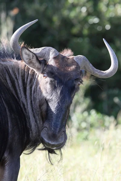 Güney Afrika'da siyah wildebeest antilop portresi — Stok fotoğraf