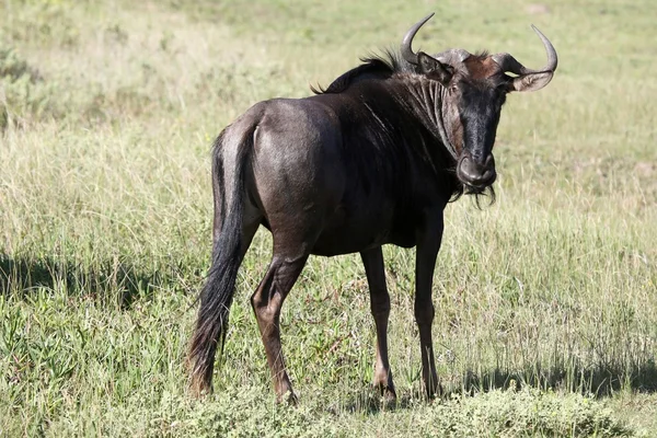 Güney Afrika'da siyah wildebeest antilop portresi — Stok fotoğraf