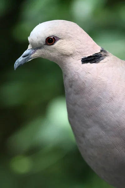 Babary dove porträtt — Stockfoto