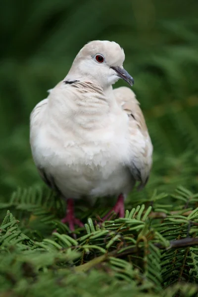 Babary Dove — Stock Photo, Image