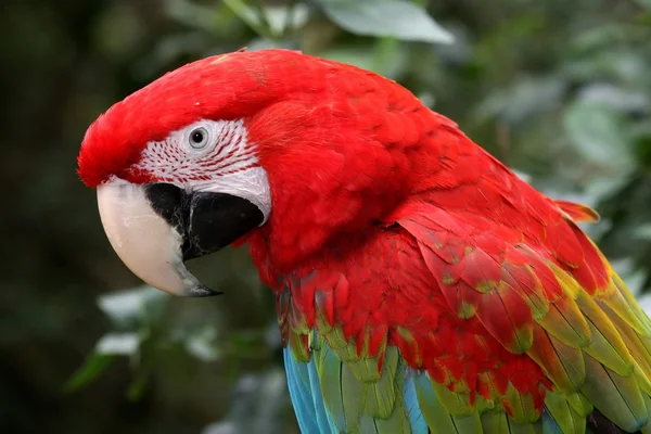 Зелёнокрылый попугай — стоковое фото