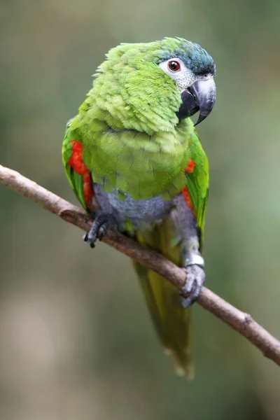 Hahn's macaw parrot — Stock Photo, Image
