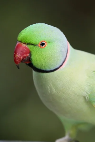 Grön ring hals papegoja — Stockfoto