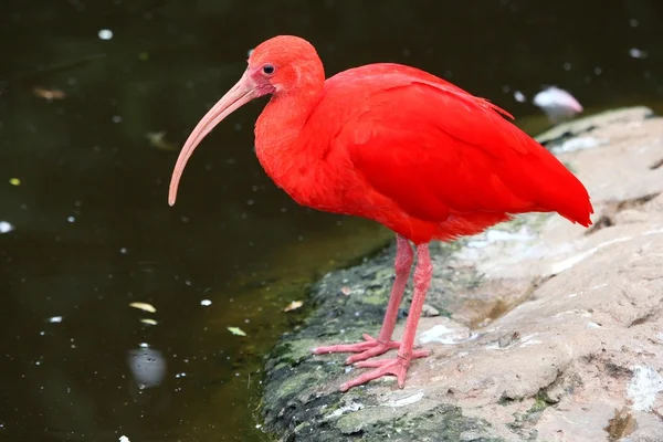 Scarlet ibis fågel — Stockfoto