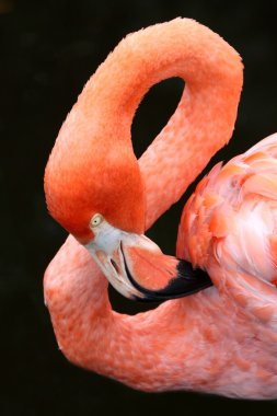 Karayip flamingo kuşu