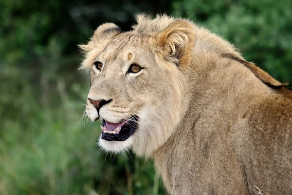 Retrato de leão — Fotografia de Stock